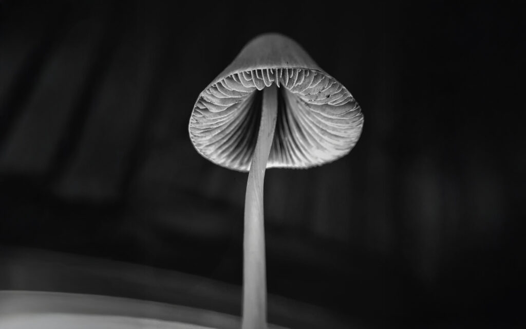 9 Fascinating Facts About Magic Mushrooms