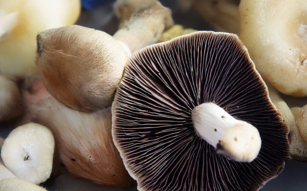 What is psilocybin